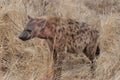 Hyena,  Crocuta crocuta at Kruger National Park Royalty Free Stock Photo