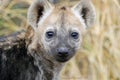 Hyena cub Royalty Free Stock Photo