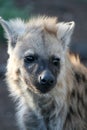 Hyena Cub Royalty Free Stock Photo