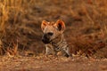 Hyena cub Royalty Free Stock Photo
