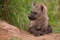 Hyena cub at den in Kruger.