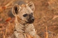 Hyena cub Royalty Free Stock Photo