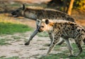 Hyena Cub, Umfolozi, South Africa Royalty Free Stock Photo