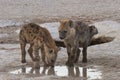 Hyena cubs Royalty Free Stock Photo