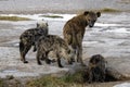 Hyena and cubs Royalty Free Stock Photo