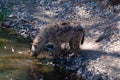 Hyena drinking water in a mountain stream, next to rocks and in a natural background. Plants around the animal, hot habitat. Hyena Royalty Free Stock Photo