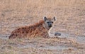 Hyena at Dusk