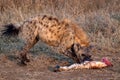 Hyena eating zebra leg Royalty Free Stock Photo