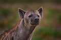 Hyena evening sunset light. Hyena, detail portrait. Spotted hyena, Crocuta crocuta, angry animal near the water hole, beautiful