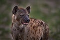 Hyena evening sunset light. Hyena, detail portrait. Spotted hyena, Crocuta crocuta, angry animal near the water hole, beautiful