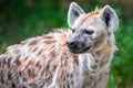 A hyena among foliage looking sideways