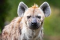 A hyena among foliage looking to the camera