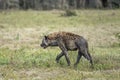 hyena going away on grass, Kruger park, South Africa