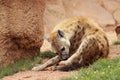Hyena Royalty Free Stock Photo