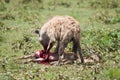 Hyena hunting, Serengeti national park, Tanzania, Africa Royalty Free Stock Photo