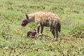 Hyena hunting, Serengeti national park, Tanzania, Africa Royalty Free Stock Photo