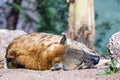 Hyena Hyaenidae Sleeping at Phoenix Zoo Royalty Free Stock Photo