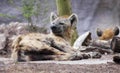 A Hyena, Hyaenidae, is Roused from its Nap Royalty Free Stock Photo