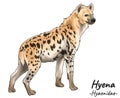 Hyena isolated on white background. Vector illustration of hyena.