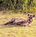 Hyena in Africa Royalty Free Stock Photo