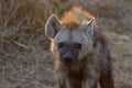 Hyena at Kruger National Park