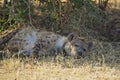 A hyena lay on the grass. The eyes were godless and tired. Royalty Free Stock Photo