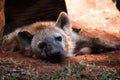 Hyena Looking at me with innocent eyes Royalty Free Stock Photo