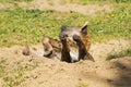 Hyena lying on its back with paws up in a sand pit enjoying the sun being lazy