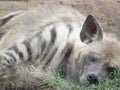 Wild animal. wildlife. Hyena lying in green grass