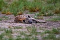 hyena lying on the savava, Okavango delta in Botswana. Africa wildlife. Rest relaxation in grass Royalty Free Stock Photo