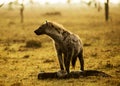 Hyena with meat Royalty Free Stock Photo