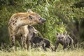 Hyena mother and her two baby hyenas in Masai Mara in Kenya