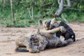 Hyena mother and pups at Sunrise at the den in Sabi Sands Game Reserve