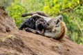 Hyena mother and pups at Sunrise at the den in Sabi Sands Game Reserve