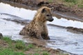 Hyena in muddy water