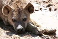 Hyena - Ngorongoro Crater, Tanzania, Africa