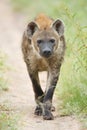 Hyena