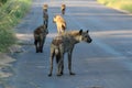 Hyena Pack on the prowl in Kruger National Park