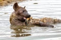 A hyena pops up the remains of a cadaver