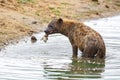 A hyena pops up the remains of a cadaver