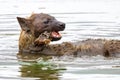 A hyena pops up the remains of a cadaver