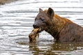 A hyena pops up the remains of a cadaver