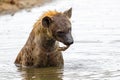 A hyena pops up the remains of a cadaver