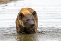 A hyena pops up the remains of a cadaver