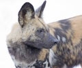 Hyena Profile