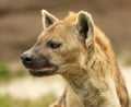 Hyena Profile