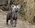 Hyena pup