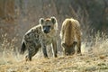 Hyena Pups