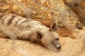 Hyena resting in a cage in a zoo park. Proteles cristata lies on the sand and stares around. Closeup of an Aardwolf foraging in