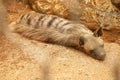 Hyena resting in a cage in a zoo park. Proteles cristata lies on the sand and stares around. Closeup of an Aardwolf foraging in